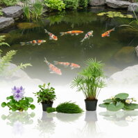 Podłoża i doniczki do oczek wodnych | Rośliny wodne i ekosystem