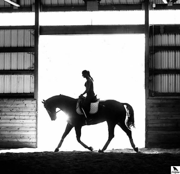 10 zlatých pravidiel o výžive koní